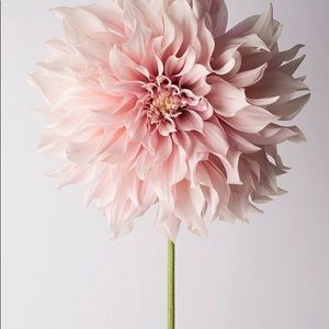 Meet your Posher, Lindsey